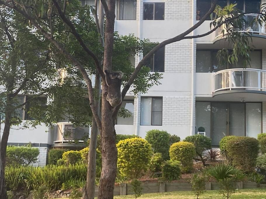 Apartment Tranquil Escape - Koala Hotspot - 2 Bed 2 Bath Spectacular Sea Views