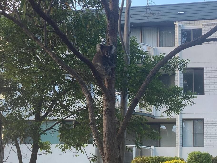 Tranquil Escape - Koala Hotspot - 2 Bed 2 Bath Spectacular Sea Views *