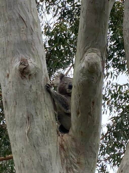 Tranquil Escape - Koala Hotspot - 2 Bed 2 Bath Spectacular Sea Views Apartment