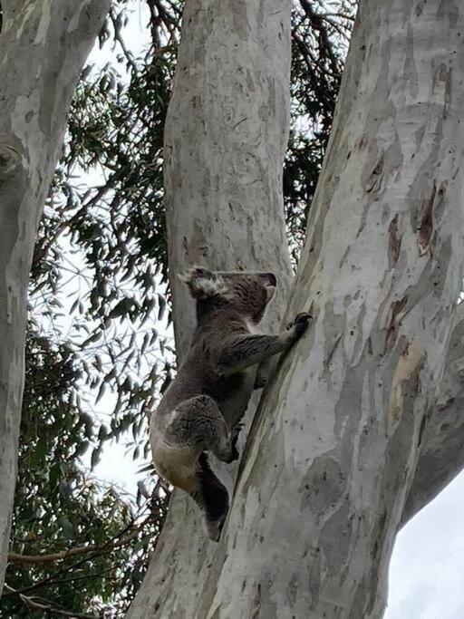 Apartment Tranquil Escape - Koala Hotspot - 2 Bed 2 Bath Spectacular Sea Views *